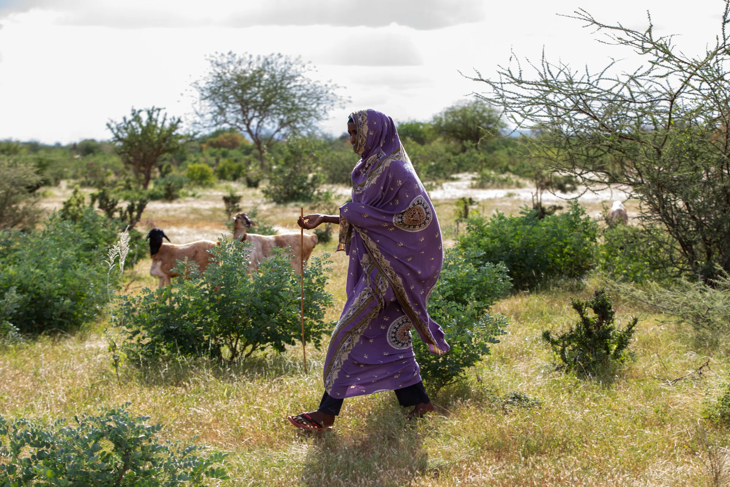 A woman tending goats in a Kenyan rangeland